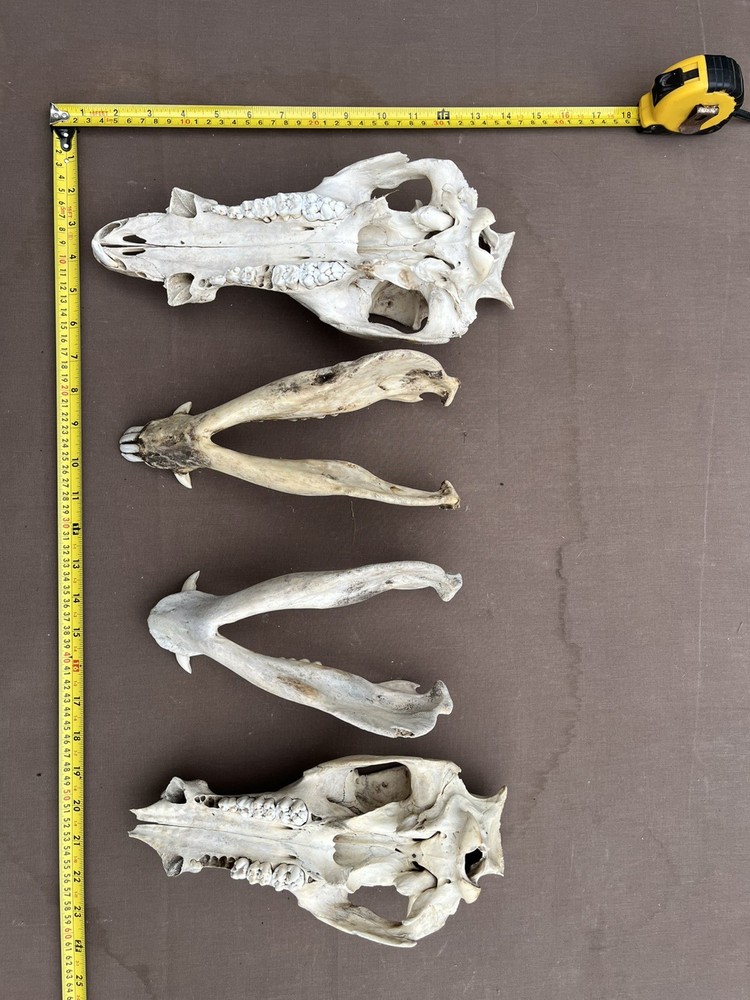 Real Authentic Texas Pig Hog Skulls With Lower Jaw Bone
