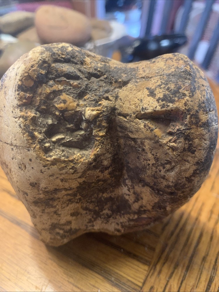 Fossils