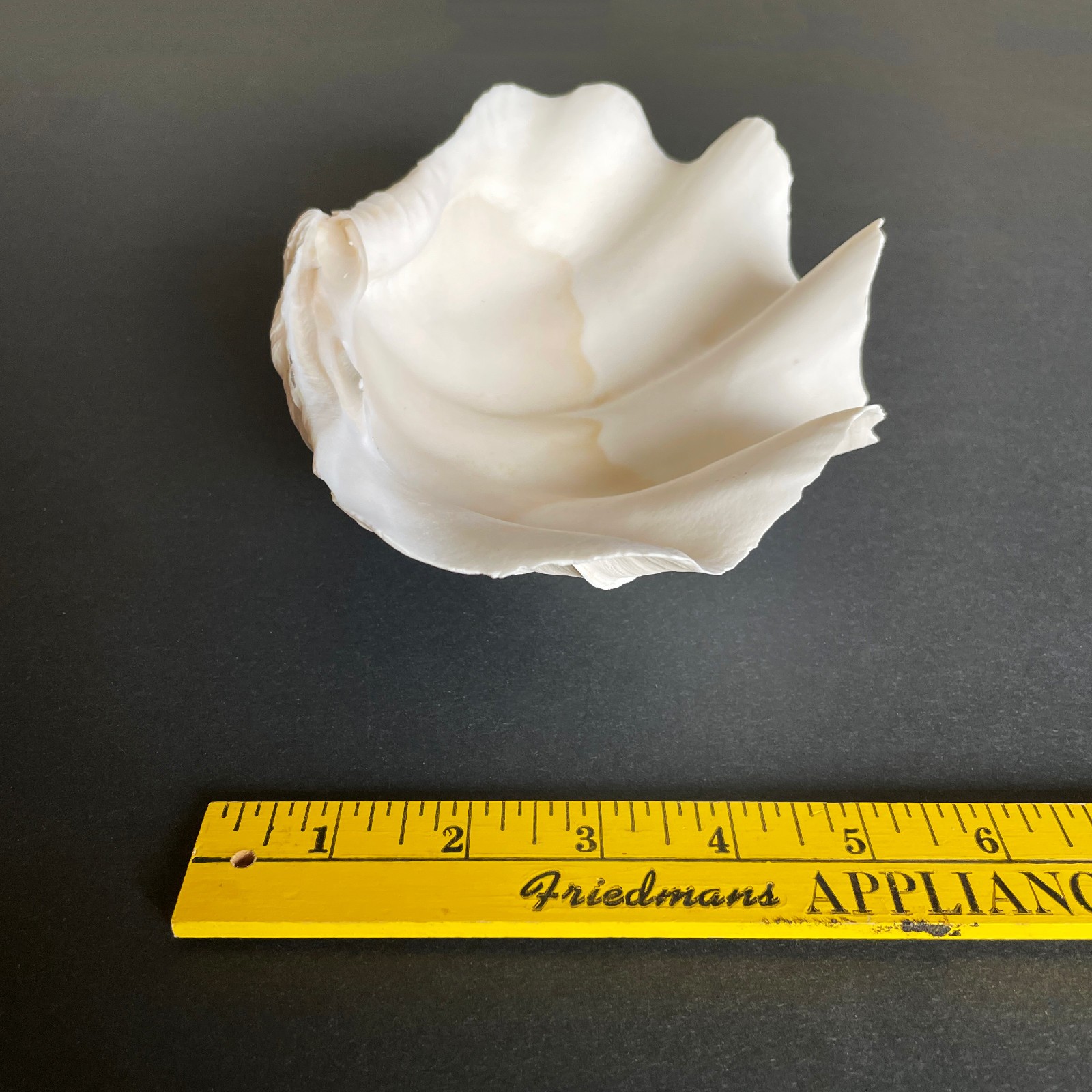 Large Natural Clam Shell • Tridacna • 9 x 6 x 3.75 inches