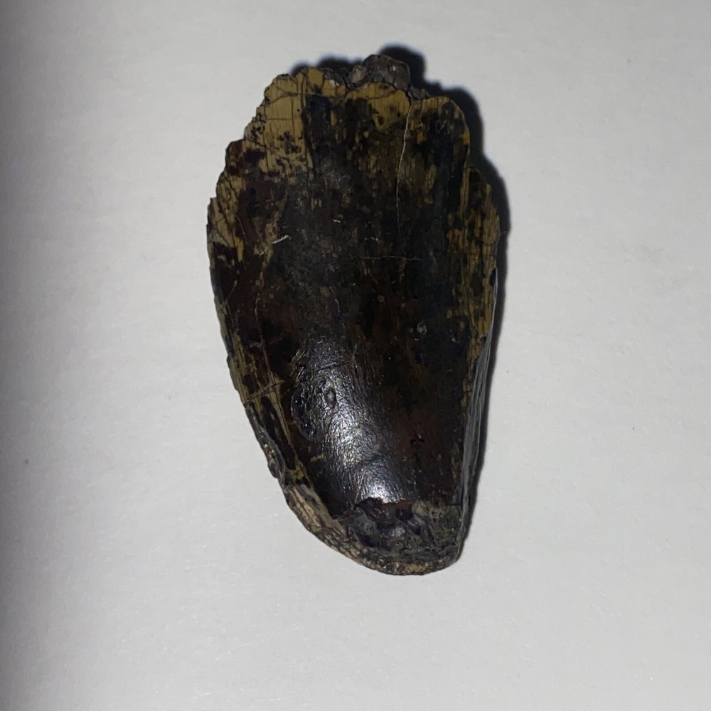 afrovenator Tooth