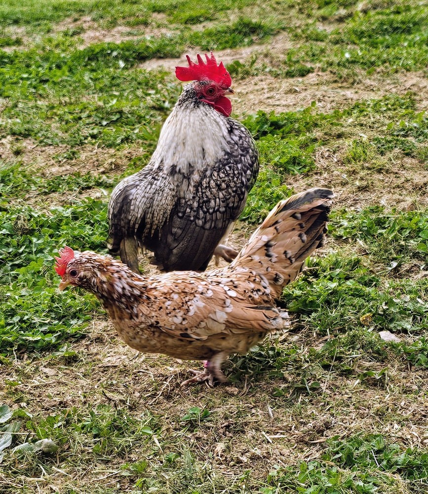 Kikiriki/Serama Mixed Hatching Eggs 12++