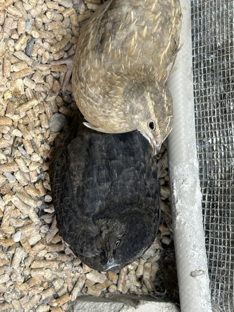 Coturnix hatching eggs unique colors 15 hatching eggs