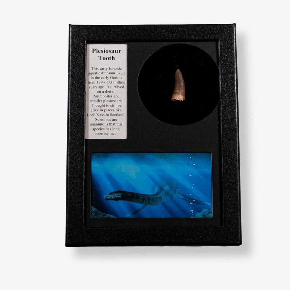 Authentic Plesiosaur Tooth Display