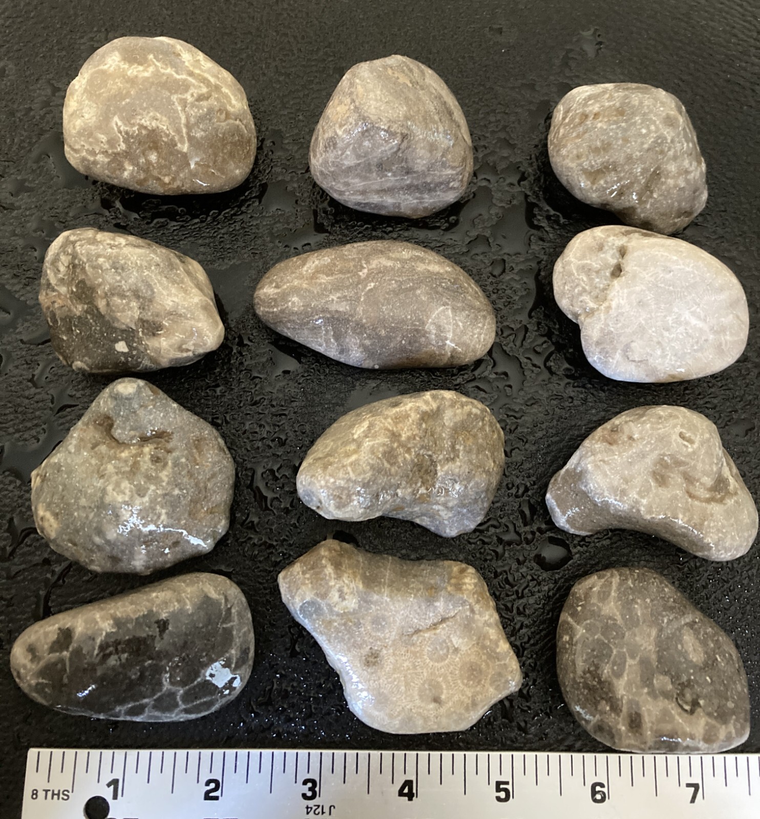 12pc BULK Michigan Petoskey Stones (Hexagonaria) - Natural Fossils 2.4LBS