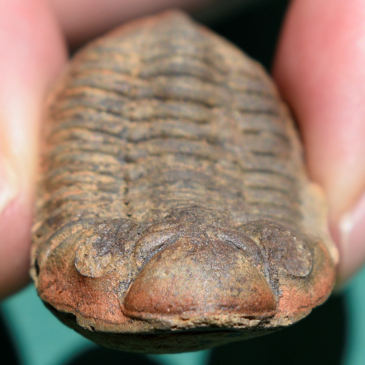 Trilobite: Cryphaeus australis - Bolivia devonian trilobite fossil