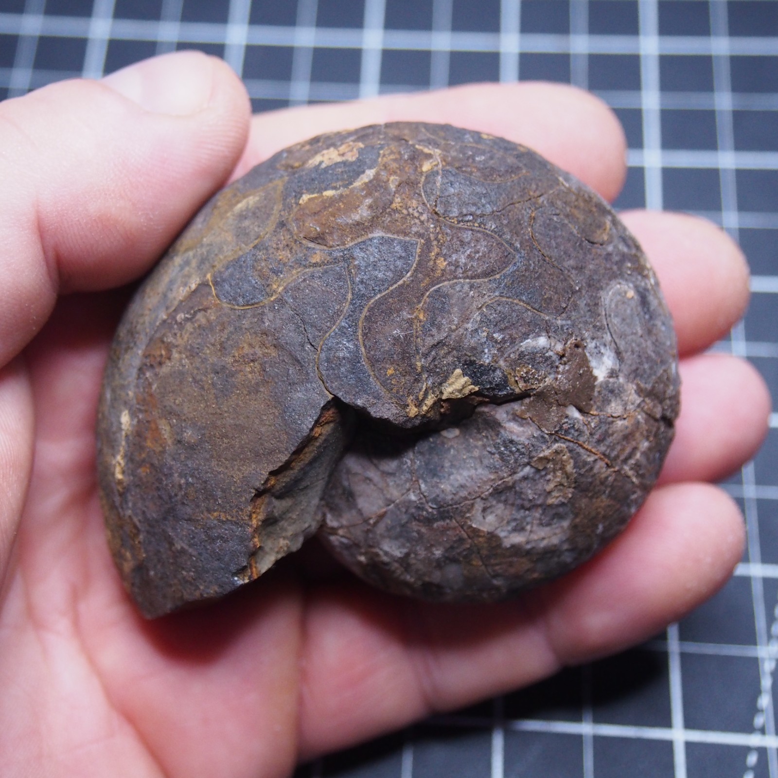 76 mm Goniatite Devonian Fossil Ammonite Morocco 2570