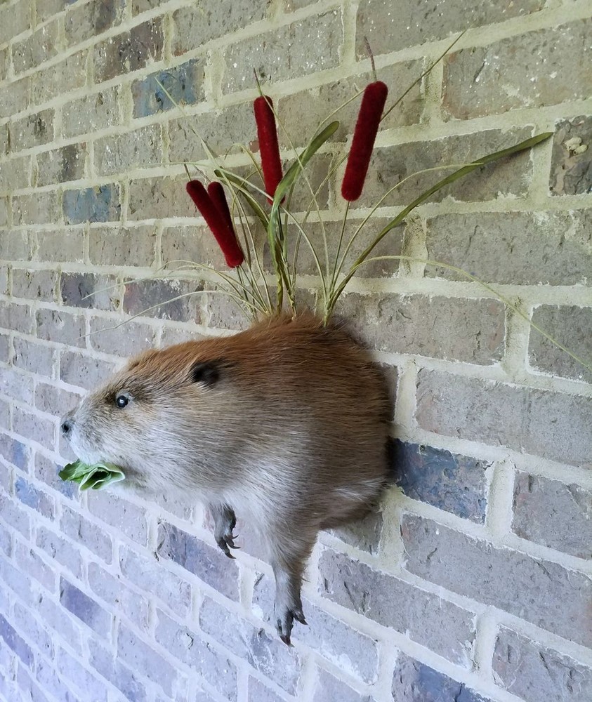 Half Beaver Wall-mount with Reed Background - NEW