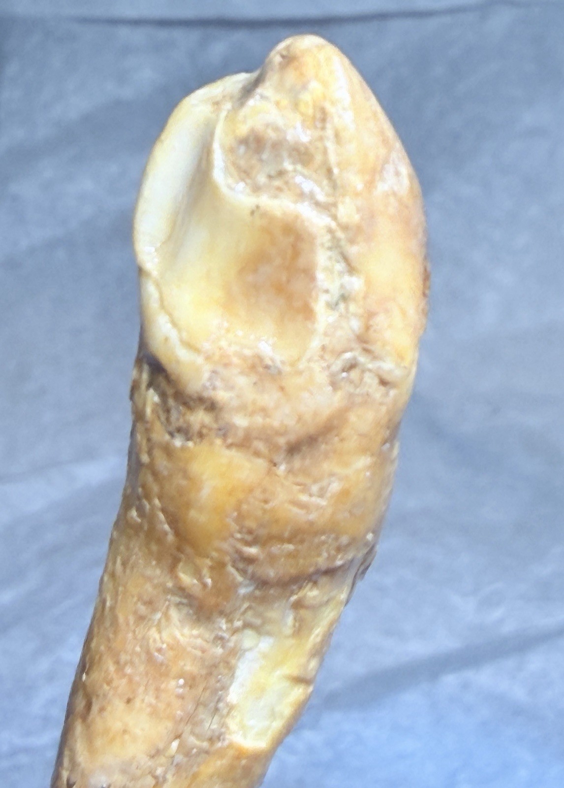 Ursus Spelaeus Fantastic 2” Romanian Cave Bear Canine Tooth Fossil, Talisman✨🔥