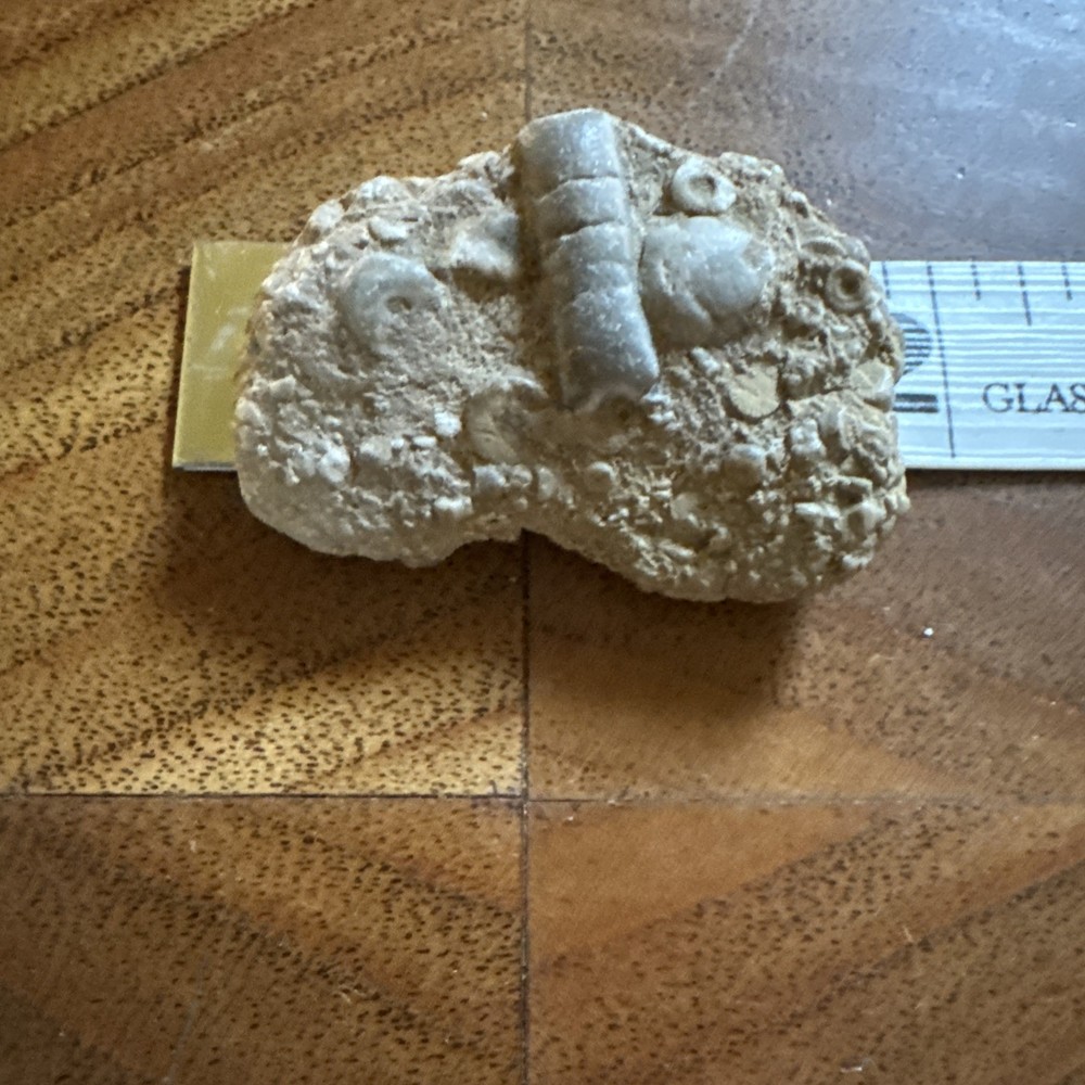 2” Fossil Specimen