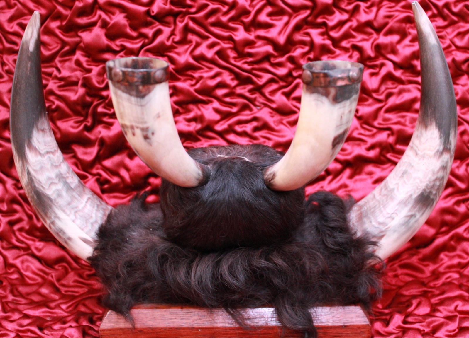 Antique Crow Native American Indian Split Buffalo Horn Bonnet early 19th Century