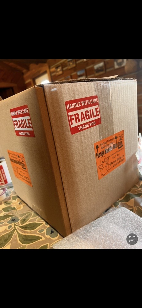 Bantam Cochin Hatching Eggs 12 ++ Assorted Colors NPIP