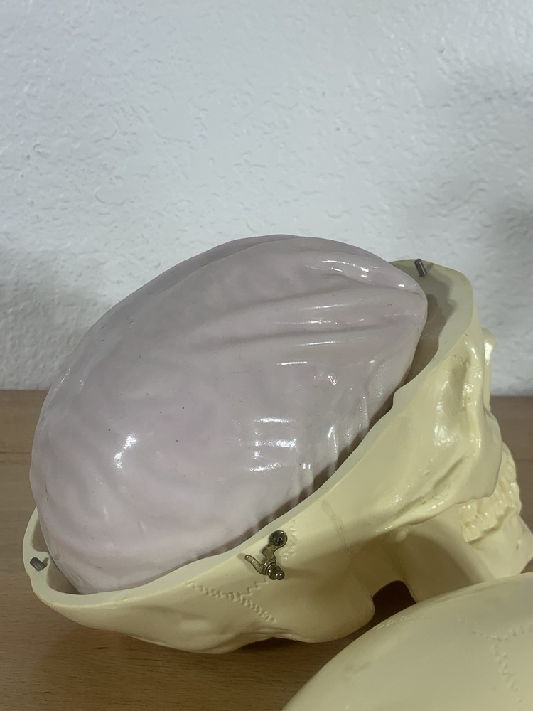 Anatomically Correct Life Size Skull Removable Cranium & Brain Teaching Aid