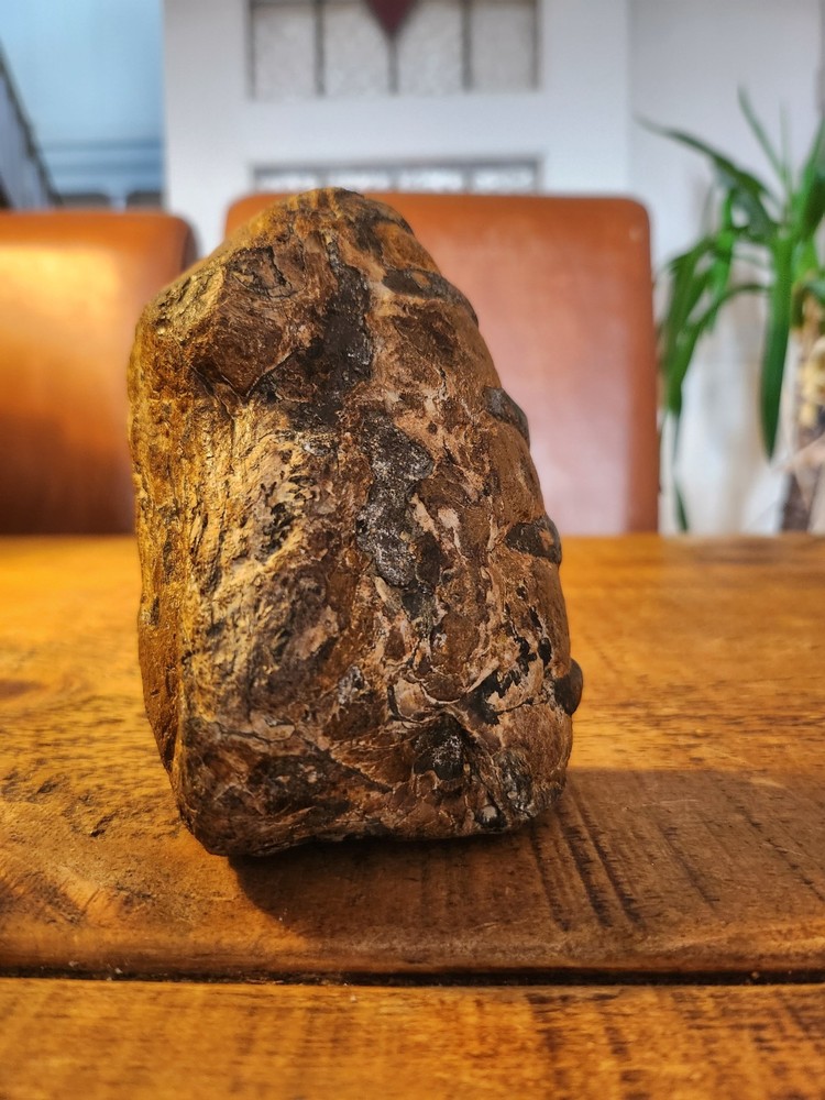 Fossilised tooth found in Happisbugh