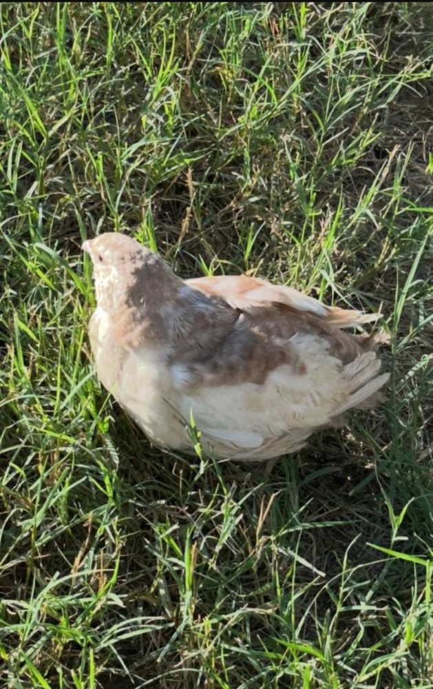 30 Celadon Blue Coturnix Quail Hatching Eggs - 100% BLUE