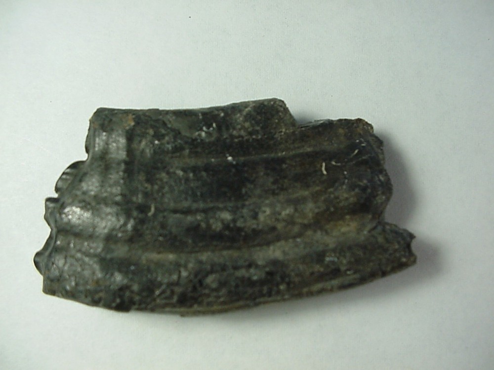 Fossilized Horse tooth from South Florida