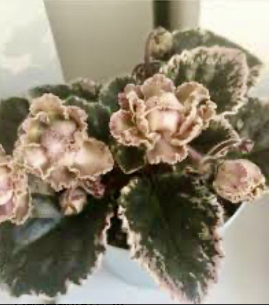 African Violet LE Kardamon Starter