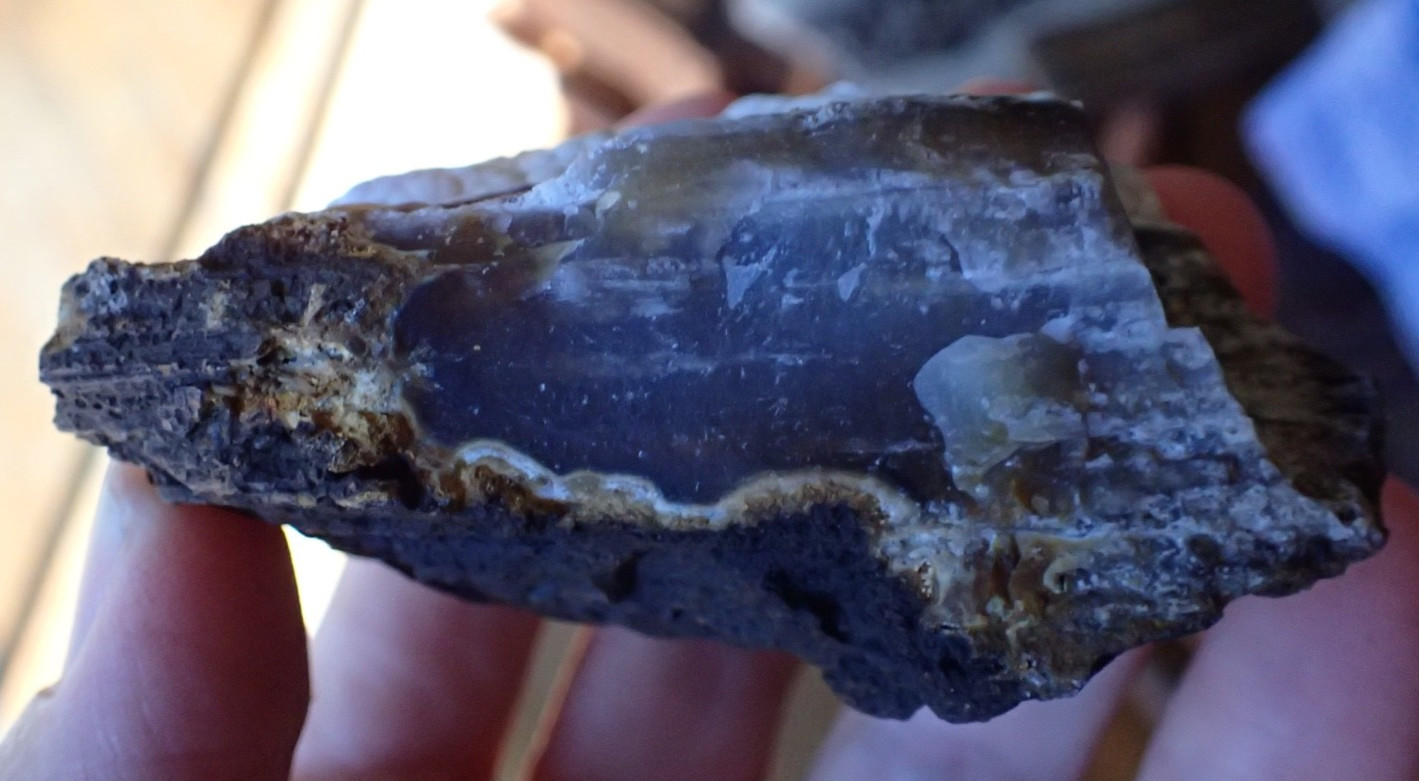 Botryoidal Fossil Coral Geode Fragment GA Agate Amber Display Sea Specimen WC40