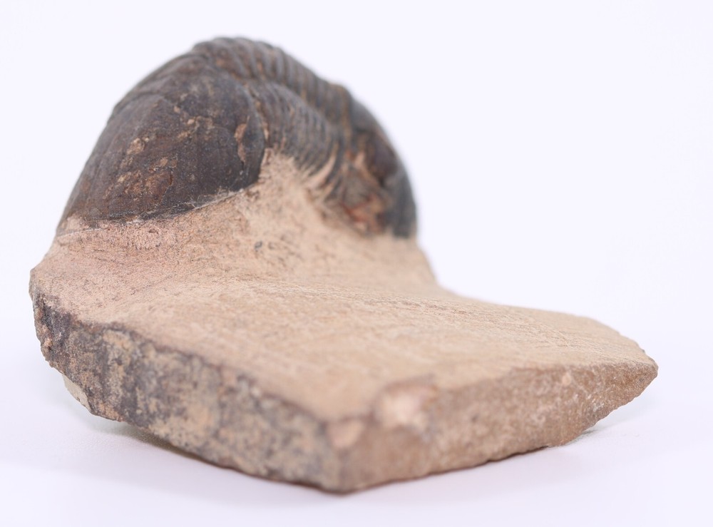 Fossil Trilobite Paralejurus Devonian Morocco COA 5483