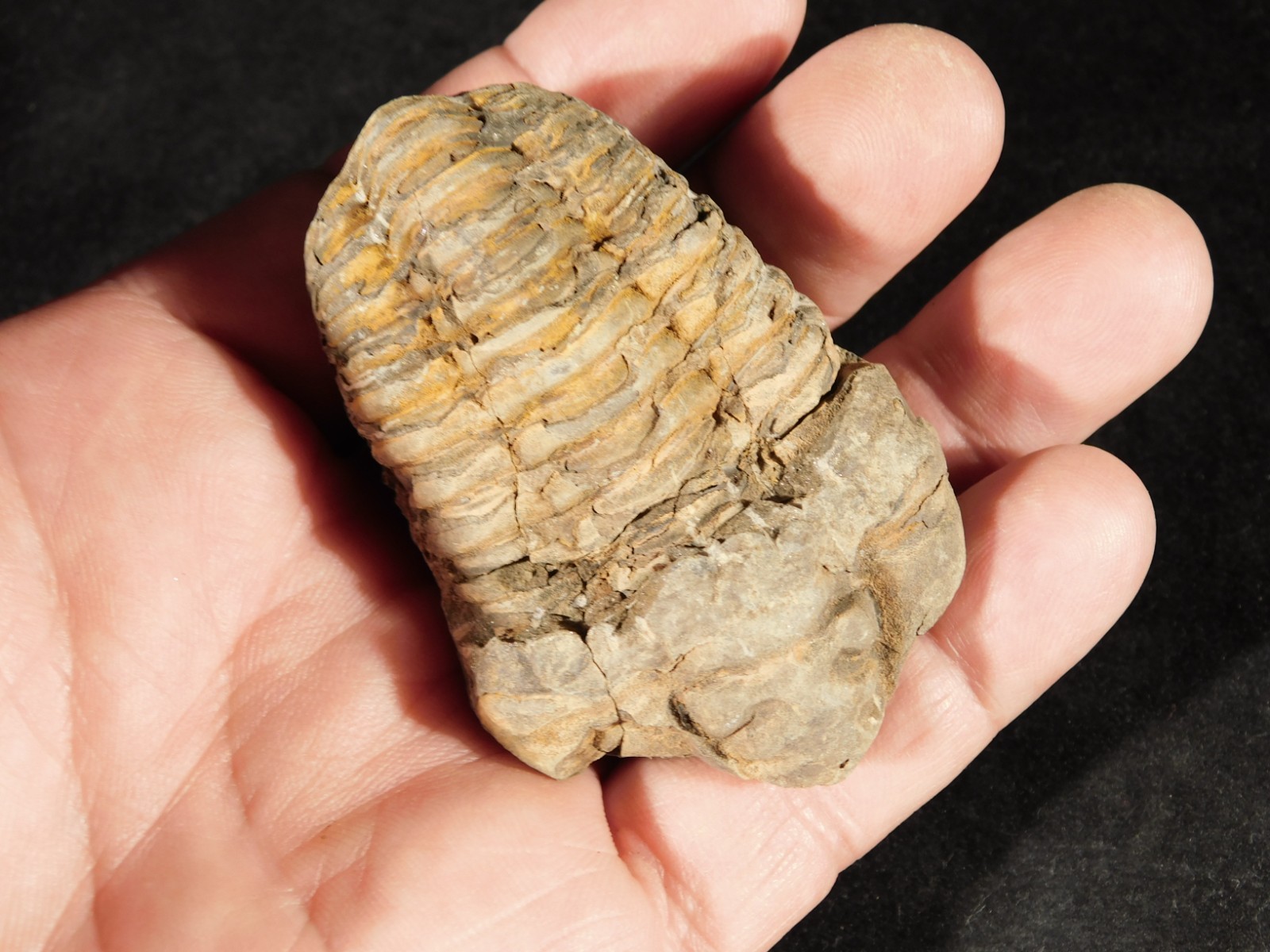 Big! 460 MILLION Year Old! Flexicalymene TRILOBITE Fossil Morocco 106gr