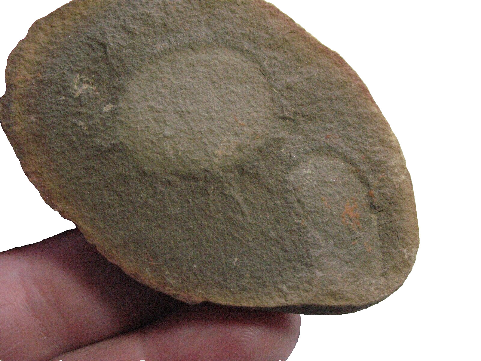 Pennsylvanian Carboniferous Mazon Creek fossil - Essexella jelly fish #15