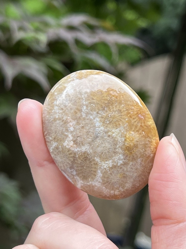 Fossilised Coral Crystal Palmstone AAA+ 19