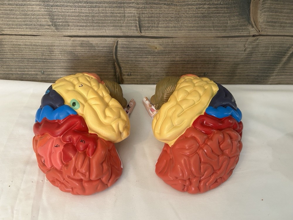 Teaching Model of Colorful Brain Structure Anatomy Model - Numbered Structure