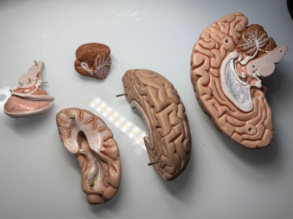vintage anatomy model brain model 4 pieces