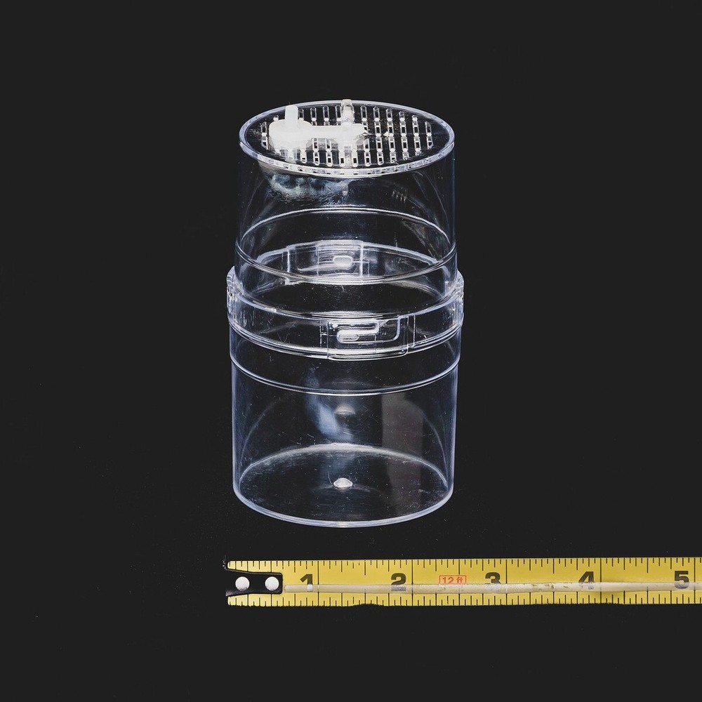 5 Pack Small Arboreal Spiderling Container
