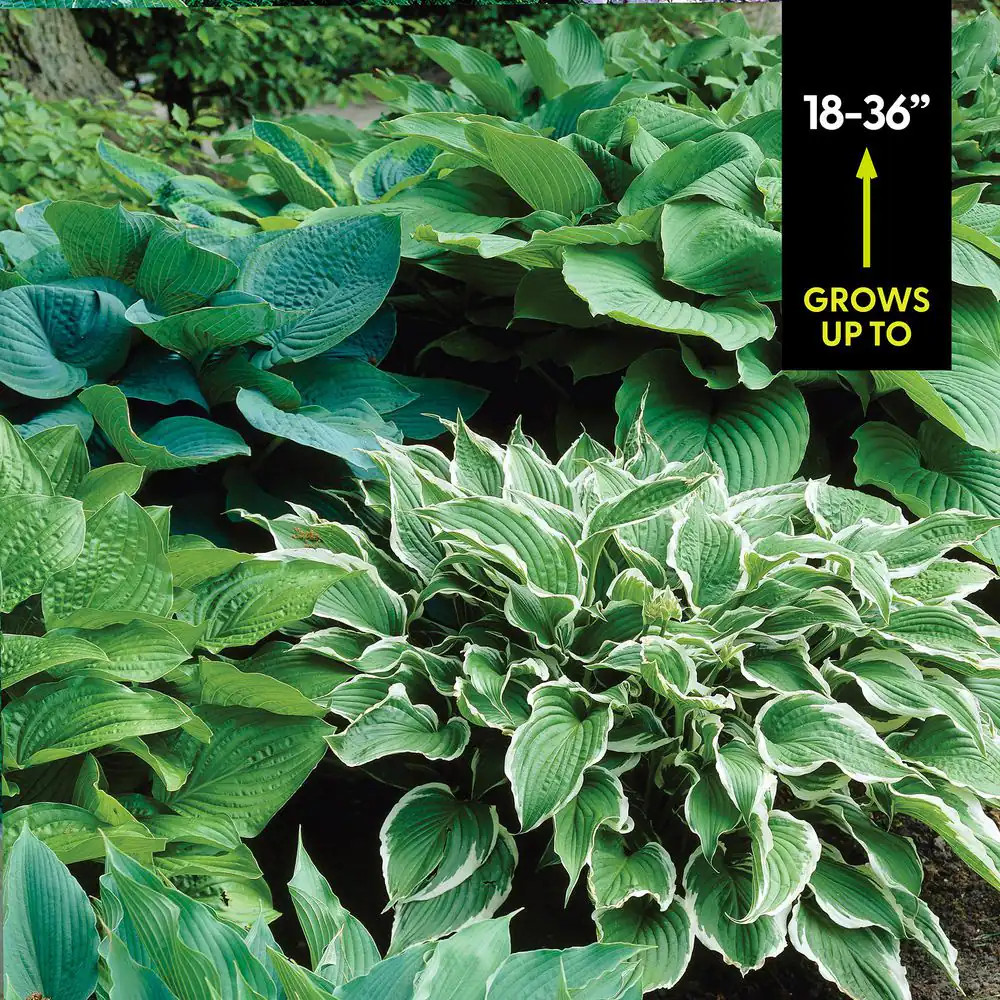 Hostas Premium Blend Roots (6-Set)