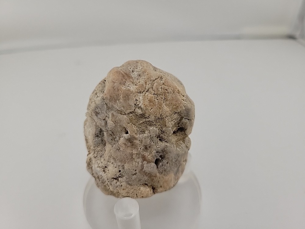 Real Permineralized Reptile Egg Fossil