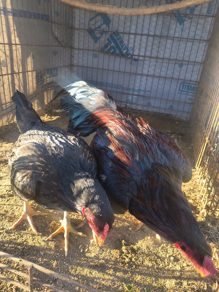 6 BoilPure Hatching Eggs