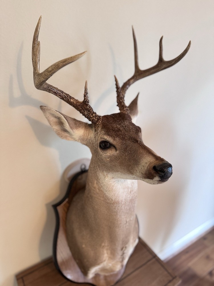 Deer Head Wall Mount with Wooden Base