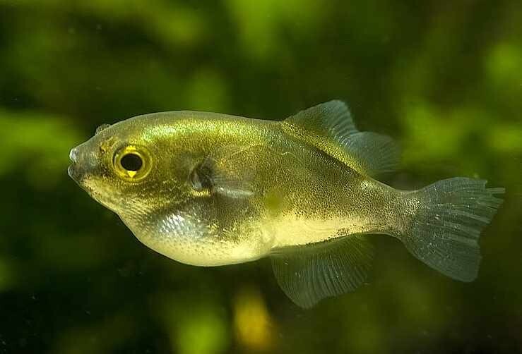 Avocado Puffer 1–1.5” – Live Freshwater Puffer Fish – Rare & Interactive