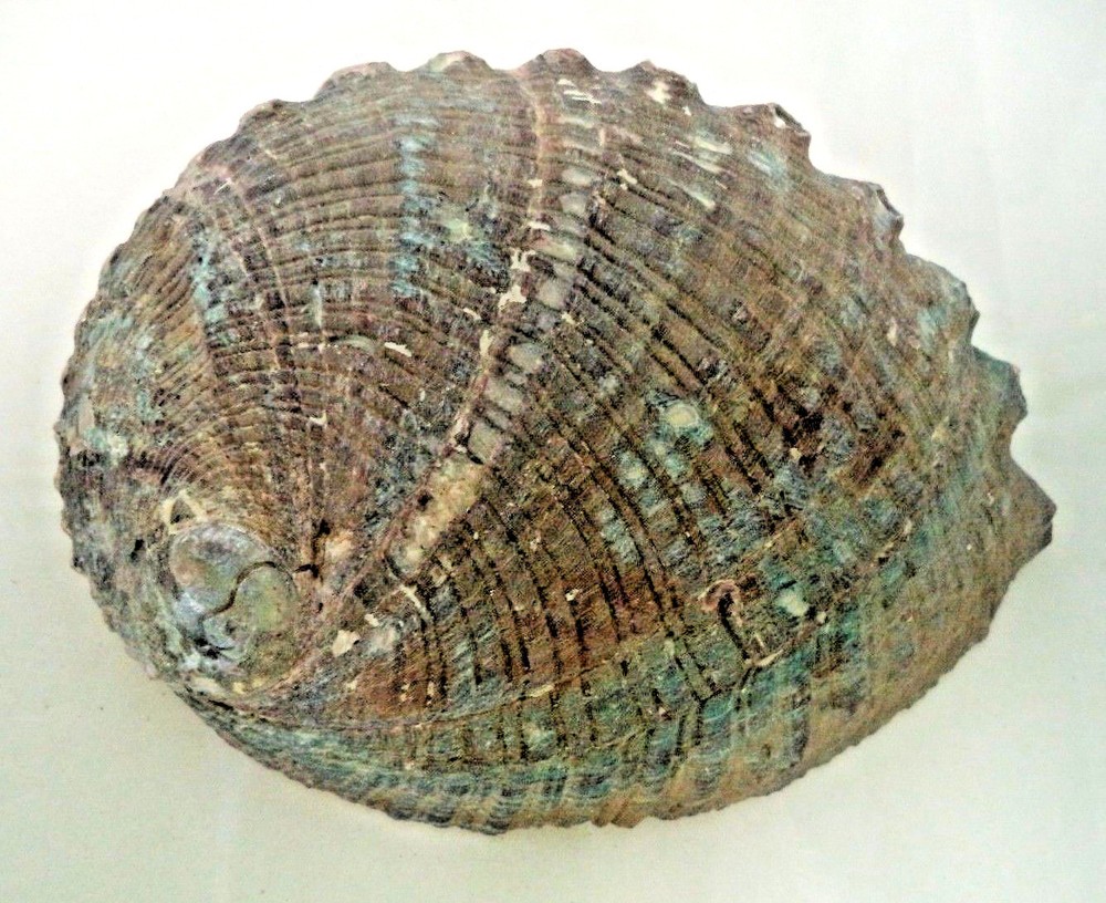 Medium 4" Abalone Sea Shell For Smudging Burning Sage Sticks Incense Display