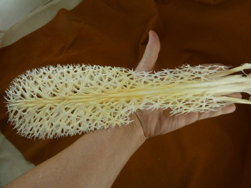 W3-p) 20" Paddlefish skeleton head bill Polyodon spathula spoonbill paddle fish