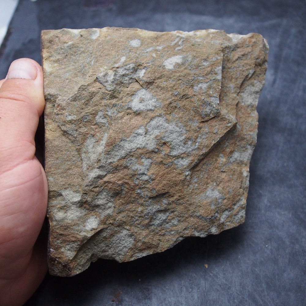 Edrioasteroid Protaster sp. Echinoderms Ordovician Fossil Fossilien