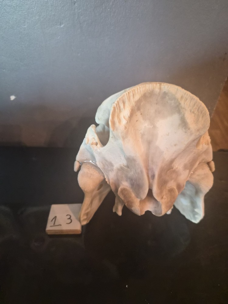 Boar Skull