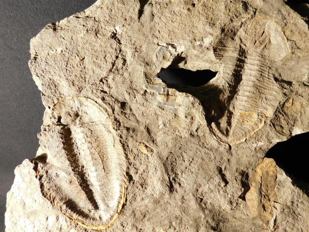 TWO BIG! Eudolatites Sp. Trilobite Fossils in HUGE SPLIT Matrix with STARFISH