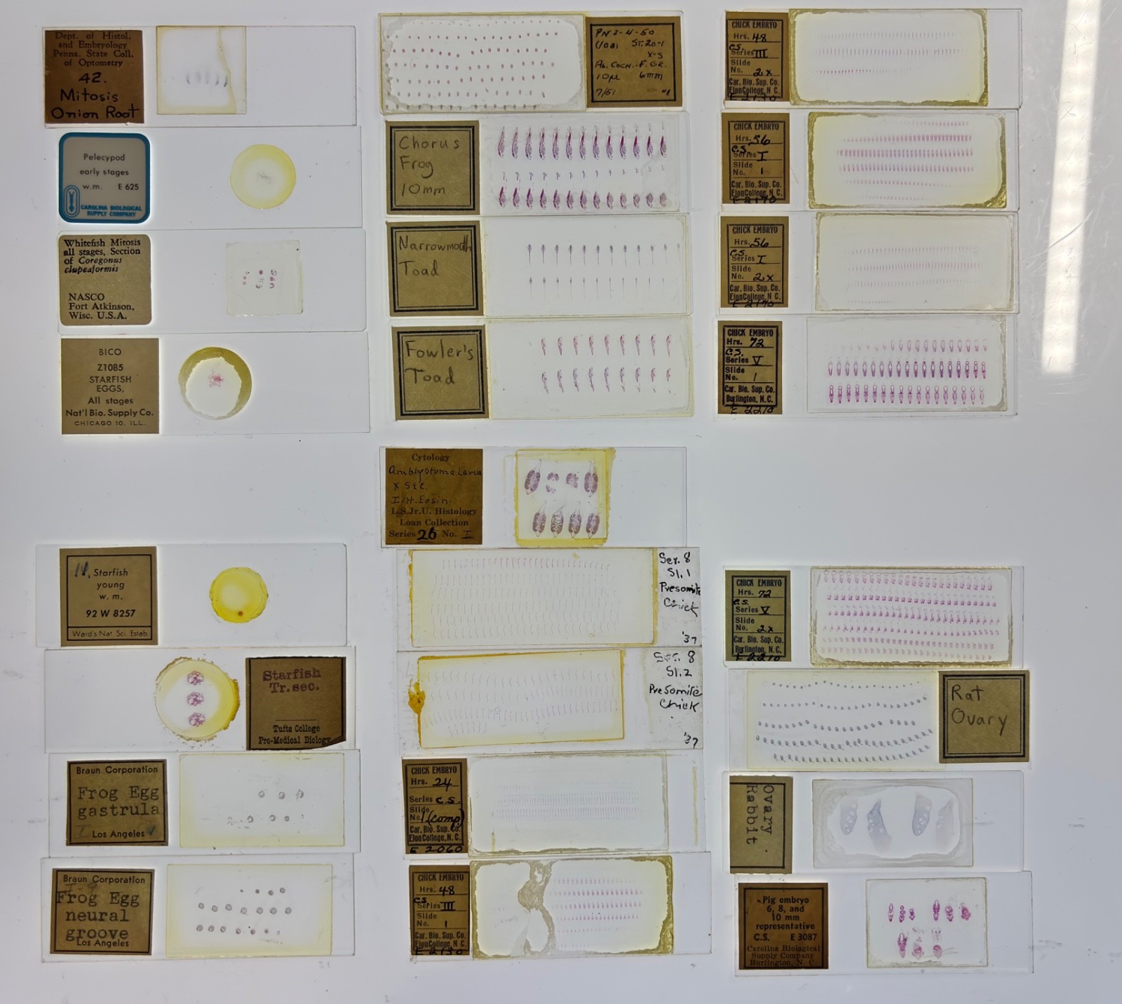 Embryology Microscope Slide Set 25 – aquatic, amphibian, chick, and mammal