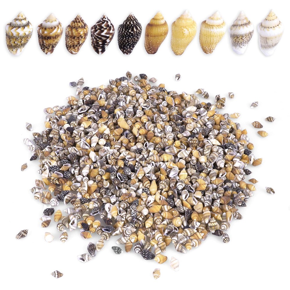 2000 PCS Tiny Mini Small Sea Shells for Crafting Spiral Conch Shells for Crafts