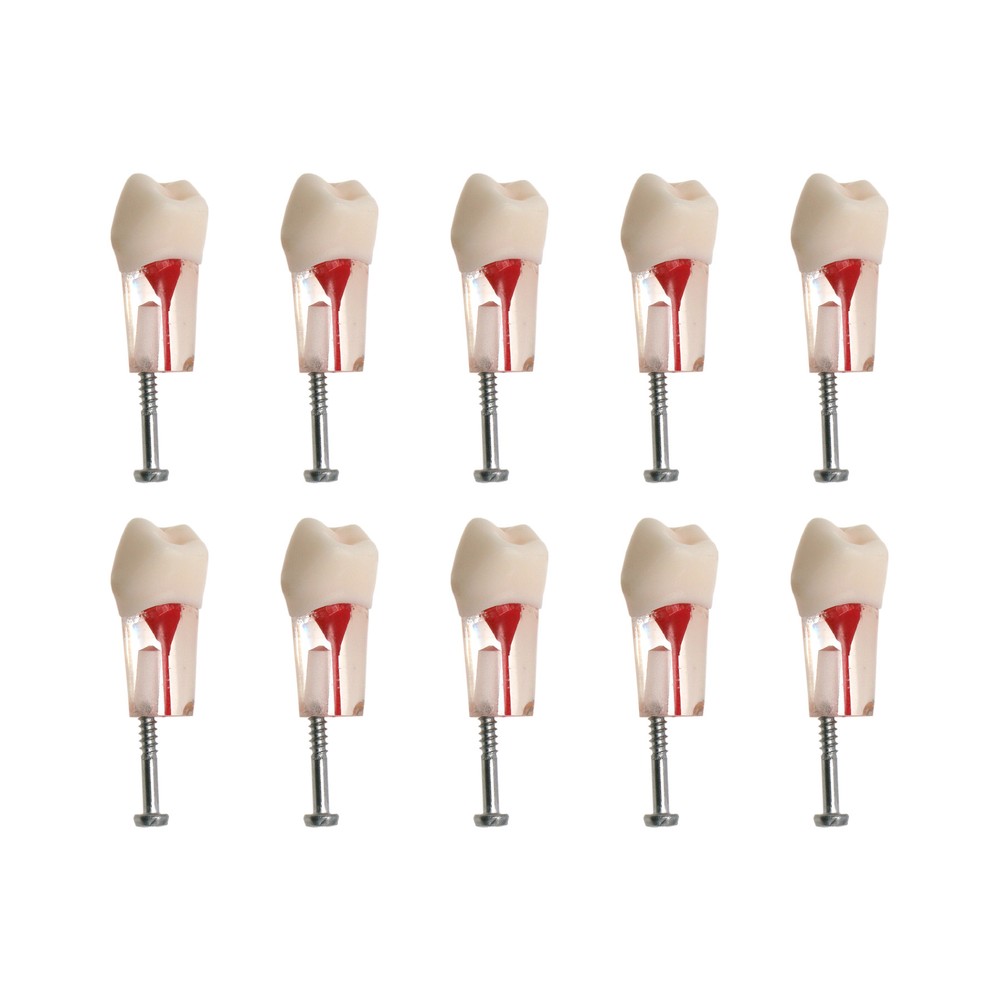 10Pcs Dental Root Canal Study Teeth Model for Endodontic Rotary Files Practice