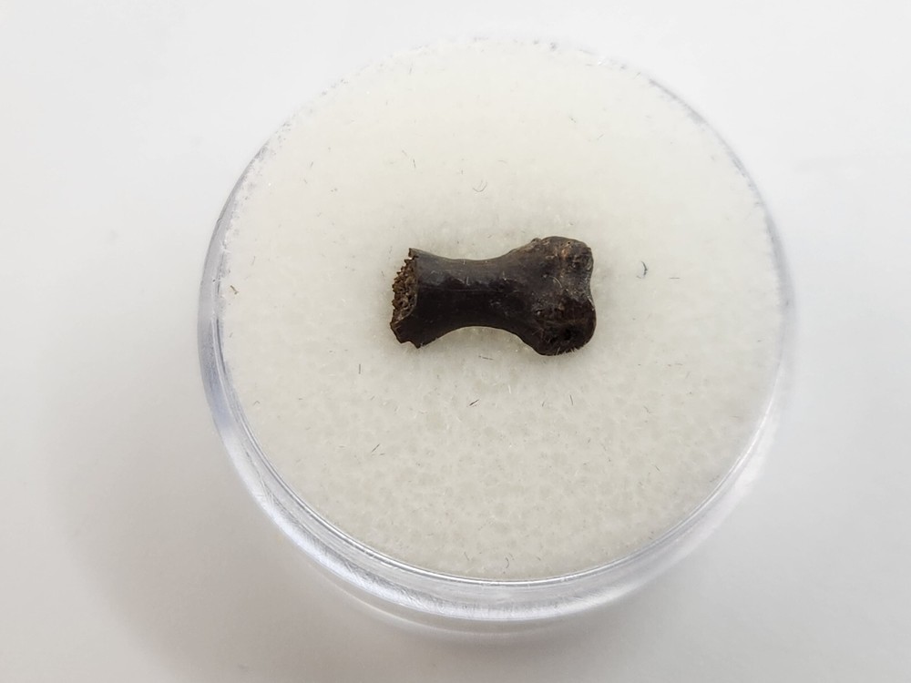 Turtle Toe Bone Fossil - Judith River Fm. - Hill Co., MT