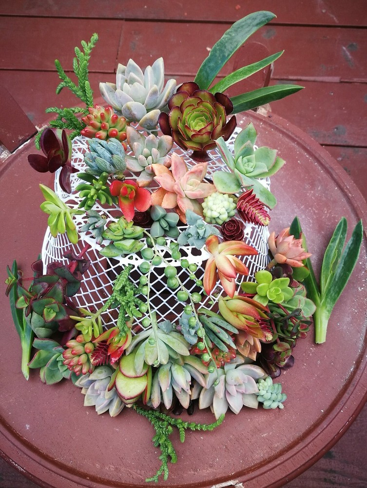 20 Assorted Succulent Cuttings/ 18 Varieties