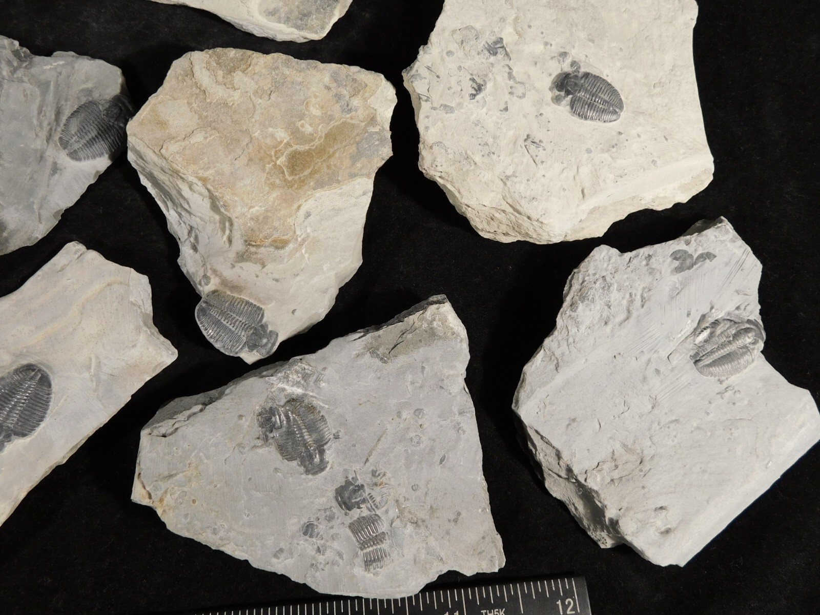 Small 100% Natural Elrathia TRILOBITE Fossil From Cambrian Utah