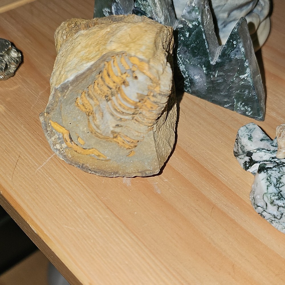Trilobite Fossil Specimen Matrix Split Rock Display