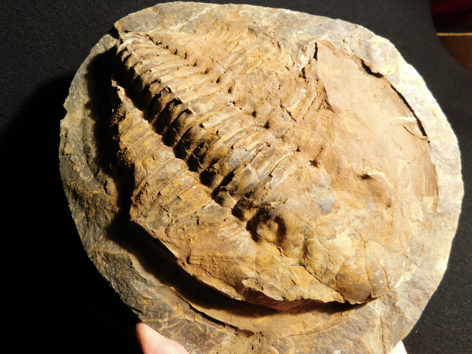 HUGE! 530 Million Year OLD! Andalusiana Trilobite Fossil Anif Morocco 3933gr