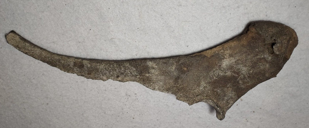 Ice Age Bison Ulna Bone Fossil