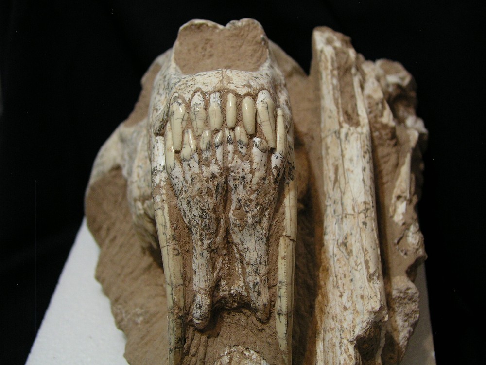 Authentic Saber-Tooth skull matrix