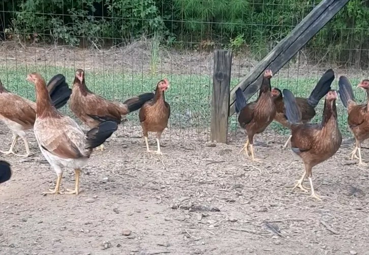 12 Chicken Hatching Eggs