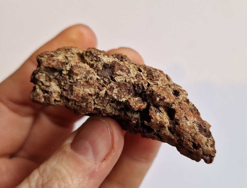 Turtle Coprolite - Madagascar - Fossilised Poo - Eocene
